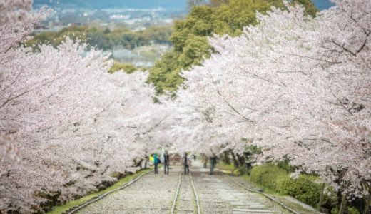 京都　桜