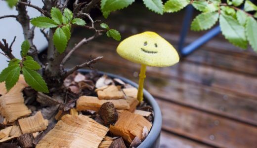 観葉植物 きのこ 対処法