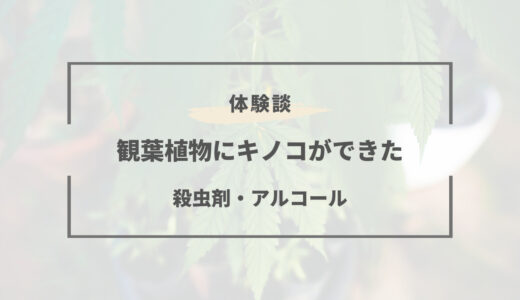 観葉植物のきのこを駆除できるアルコールはこれ！殺菌剤など