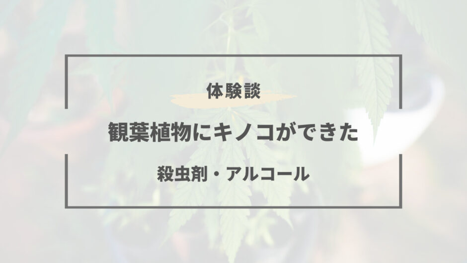 観葉植物 きのこ 殺菌剤